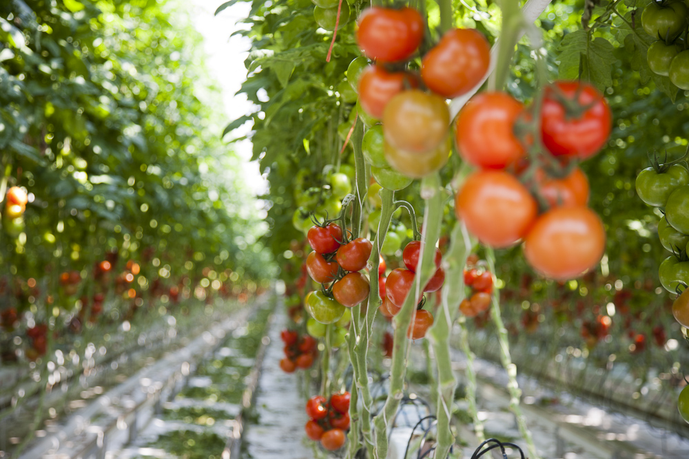 Tomaten des Erzeugergroßmarkts Weyers an Strauch